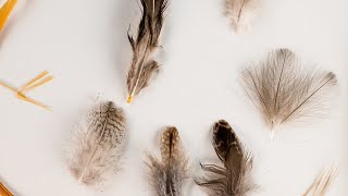 All about feathers for fly tying