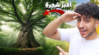 لقيت أكبر شجرا بالعالم انصدمت !!😮🌳