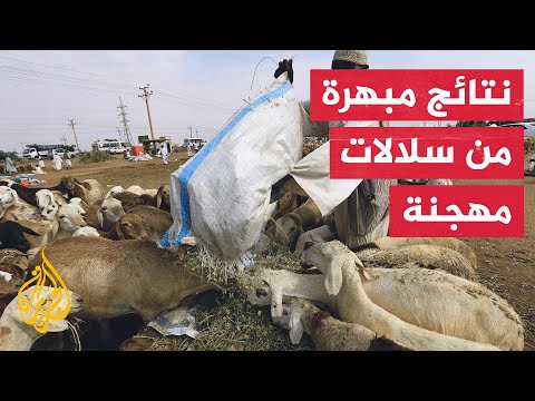 سلالات مهجنة من الضأن الصحراوي السوداني تحقق نتائج مبهرة