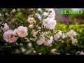 شاهيناز محمود قولي قولي