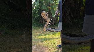 Cobra spitting venom at the camera! 🐍📸 #NatureIsMetal #WildLifePhotography