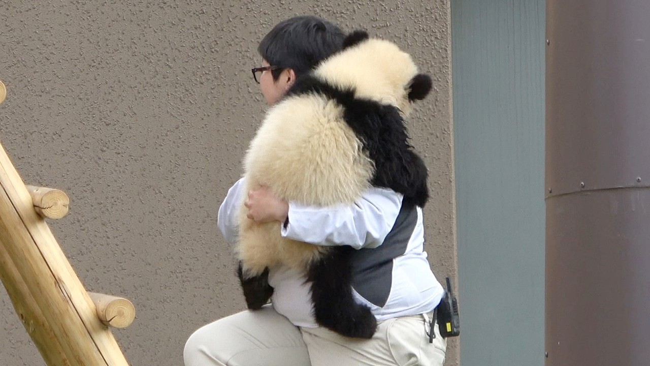 Baby panda being gently carried away by zookeepers ♥ | Adventure