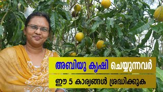 അബിയു കൃഷി  ചെയ്യുന്നവരറിയാൻ   Abiu Fruit