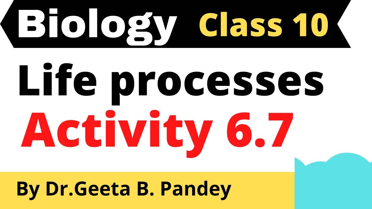 Life Processes _ Activity 6.7 | Class 10 Biology - YouTube