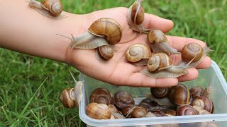 Deep Forest Snail Hunt – Unbelievable Discovery!#insectamazone #snail #wildlife #insects 