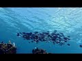Snorkel off of hurricane point