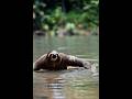 Sloths Can Hold Their Breath Longer Than Dolphins. #facts
