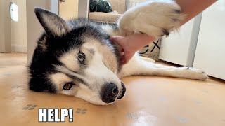 What SCARED My Giant Husky?!