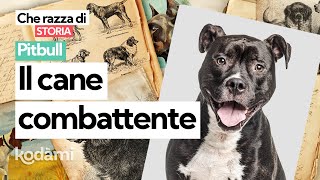 Cosa devi sapere sul Pitbull, la storia di un cane combattente