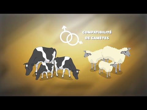 Vidéo: Est-ce que 2 espèces différentes peuvent se reproduire ?