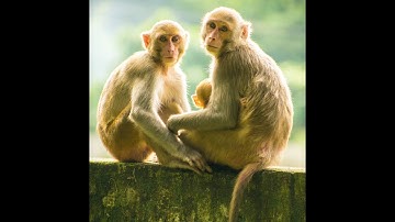 4K HDR Monkey Business - Life of Monkeys - Animal Documentary - Fun & Relaxing Music Video - No Talk