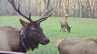 The Best part of the Smoky Mountains! The Elk!!!