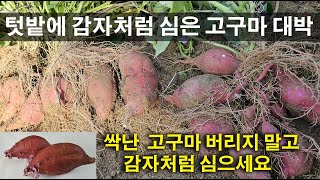 3.4월 싹 난 고구마 절대 버리지 말고 감자처럼 잘라 심는 방법 ,고구마 수확 대박