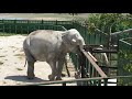 Как выводят слоних в большой загон! Тайган How elephants are taken out into a large corral! Taigan