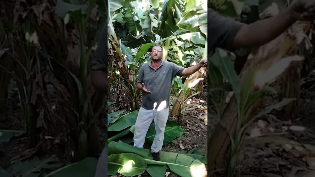 أهم العمليات المطلوبه في الموز الغمر خلفات أولي ( تربية وتسميد وكل مايتطلب في تلك المرحله) مهم جدااا