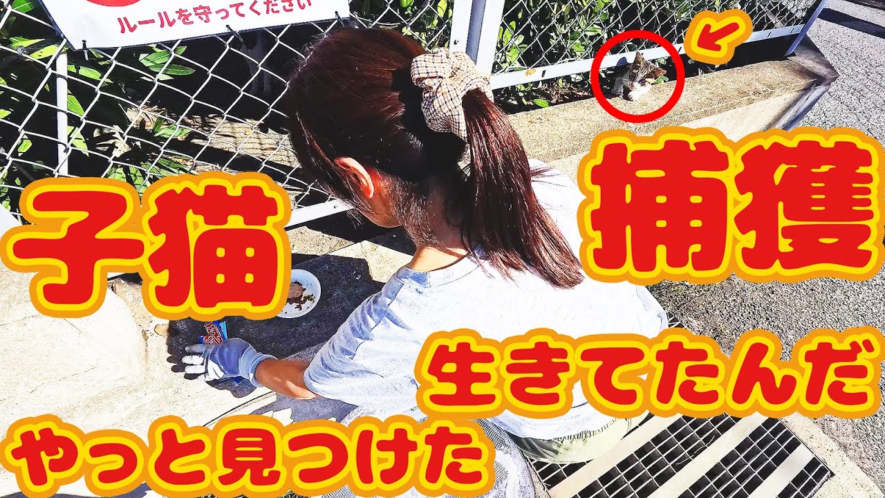 【子猫 捕獲】行方不明３匹 子猫生存…捕獲成功 ボランティアさん涙…