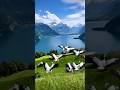 calm and beautiful nature 🌺 #ytshorts #nature #ytsearch #birds