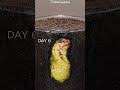 🌱 Watch This Plant Grow in Seconds! (Timelapse Magic)