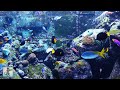 3 HOURS of Beautiful Coral Reef Fish, Relaxing Ocean Fish, Aquarium Fish Tank & Relax Music