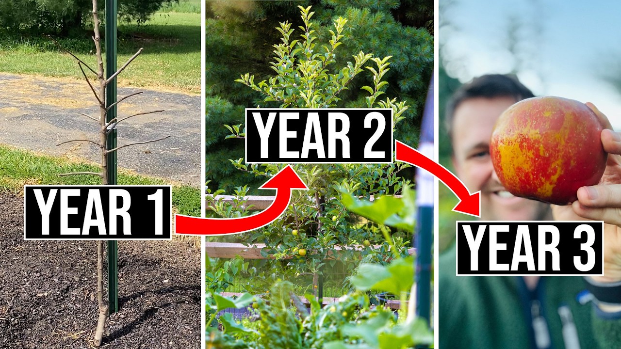 How to Prune Apple Trees (3 Year Results)