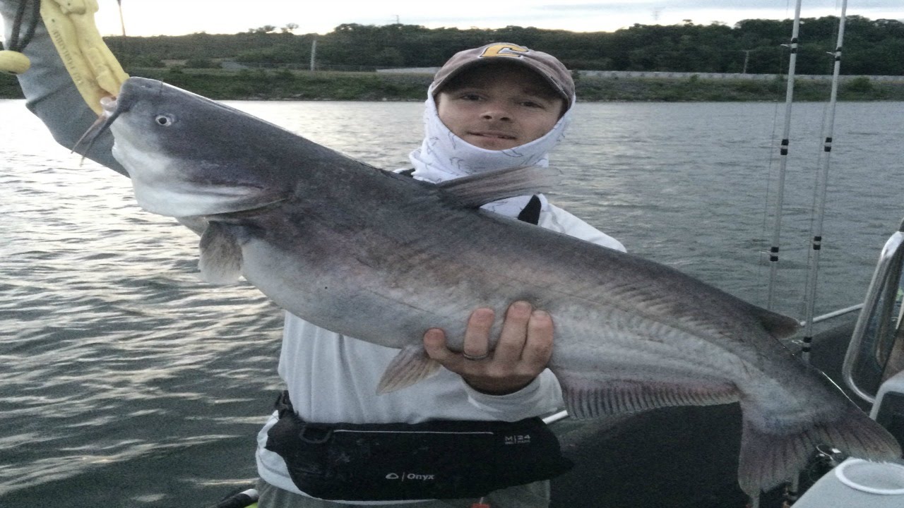 Blue Catfish below Watts Bar Dam (Ft. YouTube