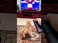Кот, недовольный отменой #РАМАЗАН