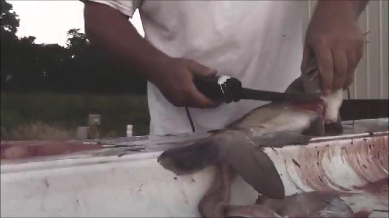 How to set a limb line (CATFISH) YouTube