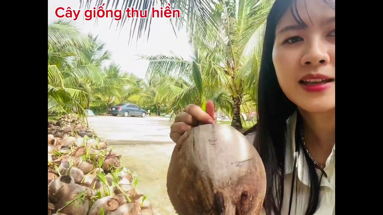 0969030905 Dừa Dứa Và Xiêm Lùn Xuất Khẩu Mạnh Đầu Tư Ngay Hôm Nay