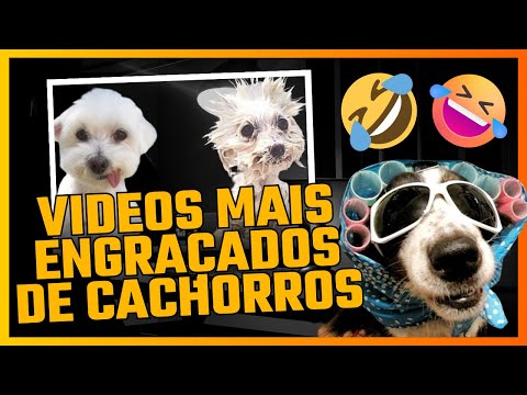 OS CACHORROS MAIS ENGRAÇADOS DA INTERNET! CHORE DE RIR 