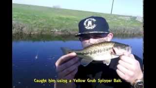 Big Bass Small Creek Yellow Jig Spinner Bait