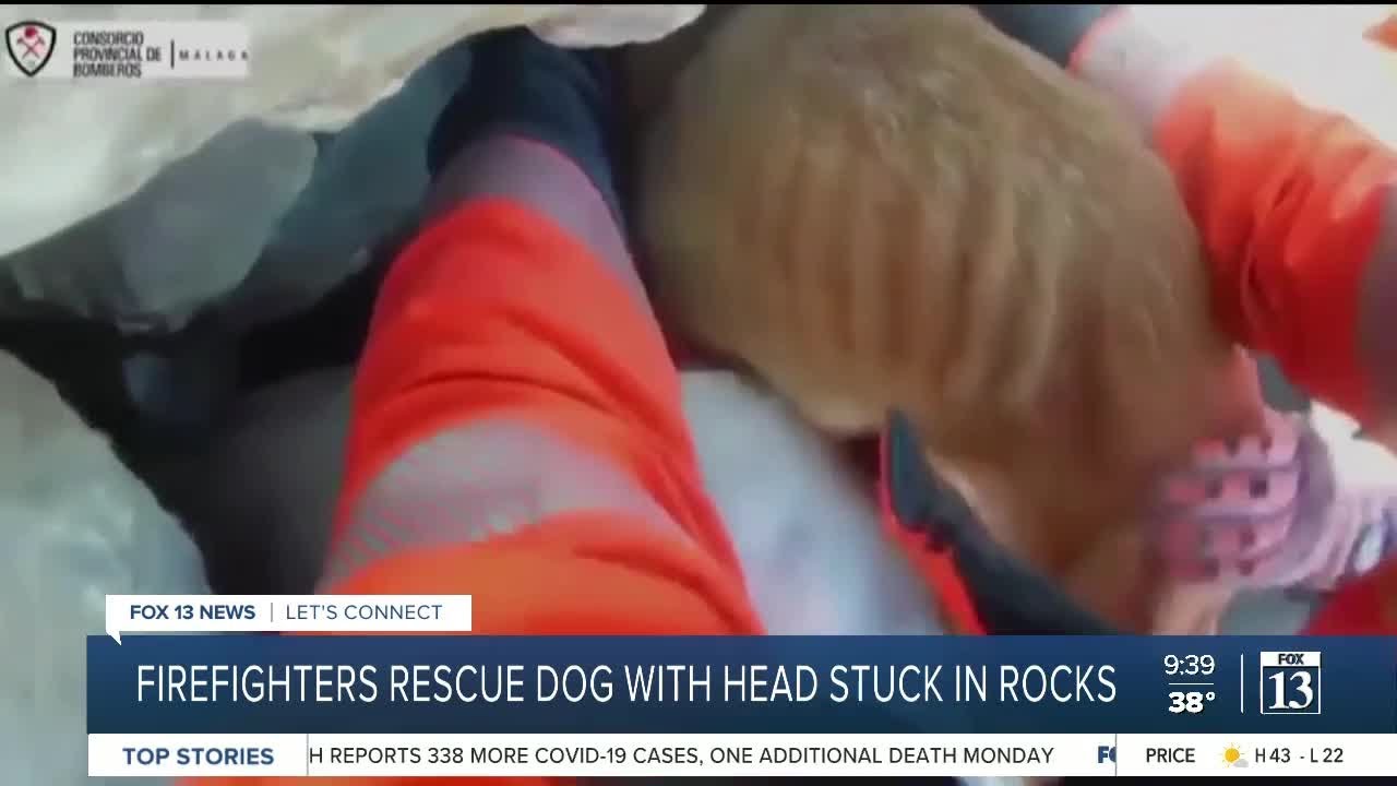 Firefighters rescue dog with head stuck in rocks - YouTube
