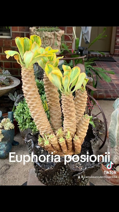 Euphoria posionii #cactuscollection #koreansucculents #cheapscculents