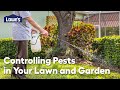 Controlling Pests in Your Lawn & Garden: Video Guide
