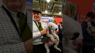 meet this adorable Bedlington Terrier