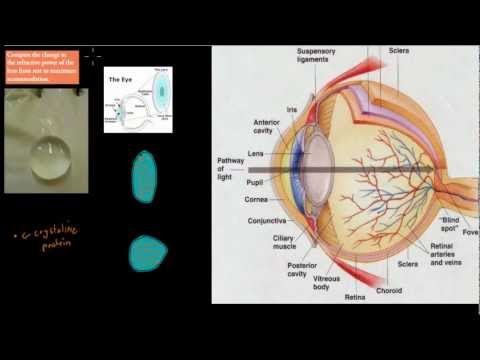 C.3.4. Refractive power of lens (HSC biology)