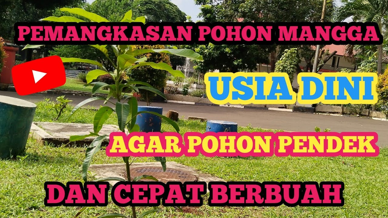 CARA PRUNING ATAU PEMANGKASAN POHON MANGGA DI USIA DINI AGAR CEPAT BERBUAH #petanimilenial #mangga