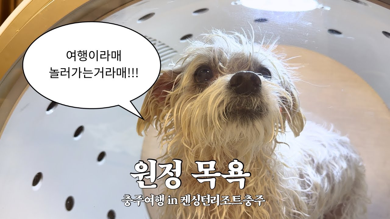 애견동반 1박 2일 충주 여행 in 켄싱턴리조트 (다음엔안갈거임) 내돈내산 브이로그 