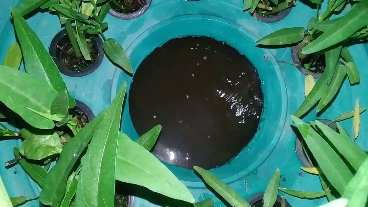 Update Budidaya Ikan Patin Dalam Ember Umur 2 Bulan - YouTube
