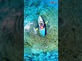 Welcome to Paradise 2.0: Shebara Island Resort #Shebara #LuxuryTravel #OverwaterVillas #FutureResort