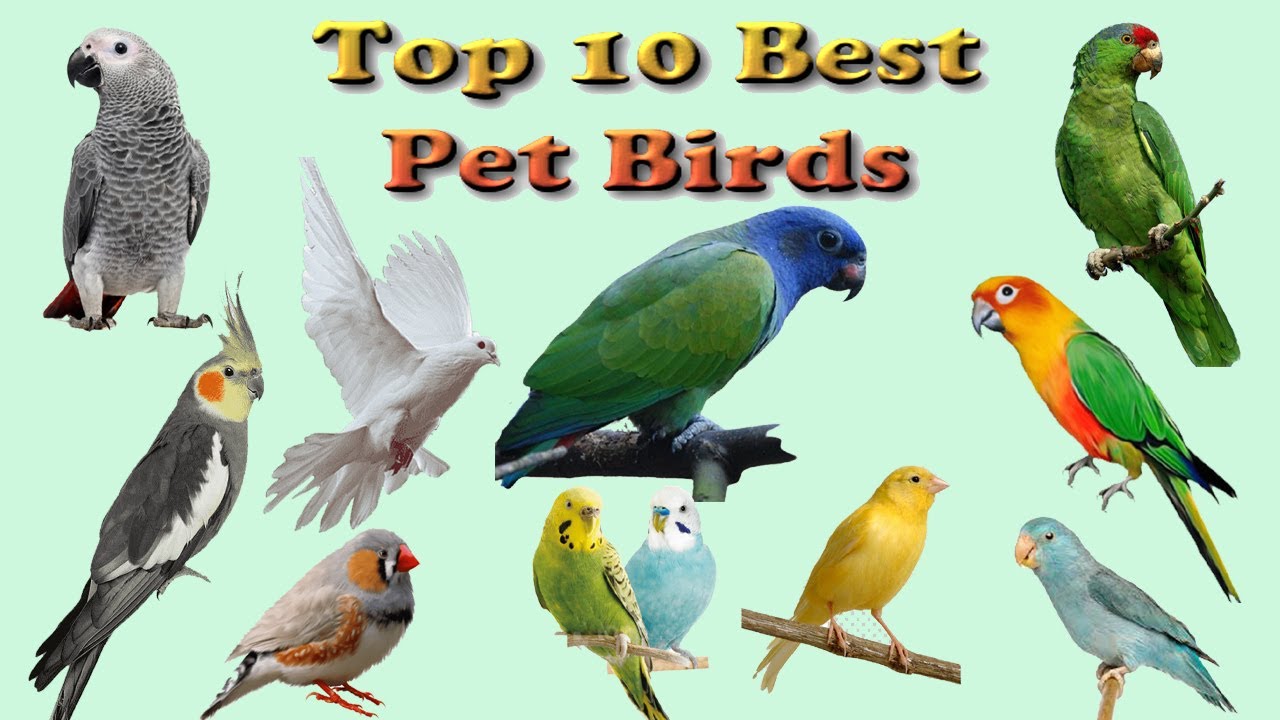 The Top 10 Best Pet Birds Bird original voice and name in English
