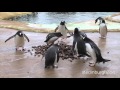 Penguins begin their pebble courtship at Edinburgh Zoo