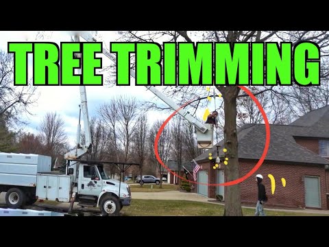 tree removals