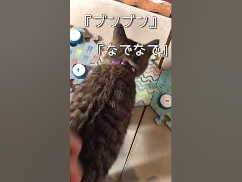 猫の言語と信号の説明