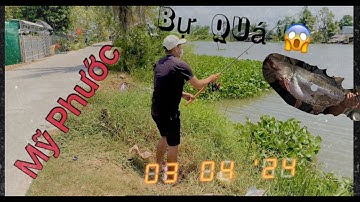 Câu Cá Tra Ở Cống Mỹ Phước Mỹ Tú Sóc Trăng._ Pangasius Fishing at Cong My Phuoc, My Tu, Soc Trang._