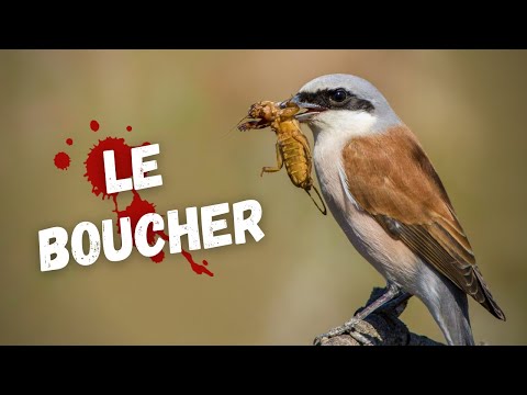 Vidéo: Pie-grièche grise : avifaune, habitats, faits intéressants