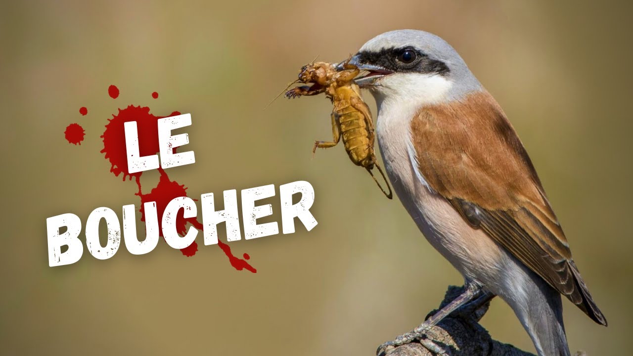 Un oiseau serial killer dans nos campagnes ? 😱