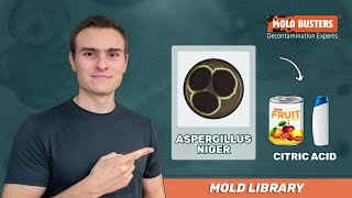 Aspergillus niger - Mold Library - Mold Busters