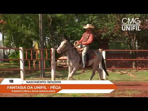 LOTE 18 FANTASIA DA UNIFIL