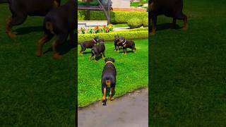 GTA V DOGS TEACT US LOVE IN ITS PUREST FROM PART-27 #shorts | GERINGG