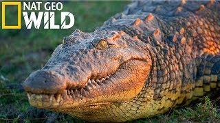 National Geographic - Нильский крокодил - Самый сильный - Документальный фильм